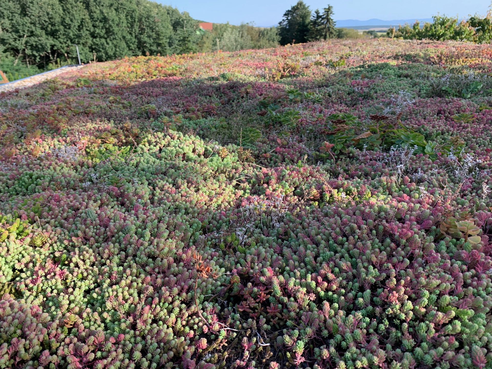 Extenzívna strecha na záhradnom domčeku