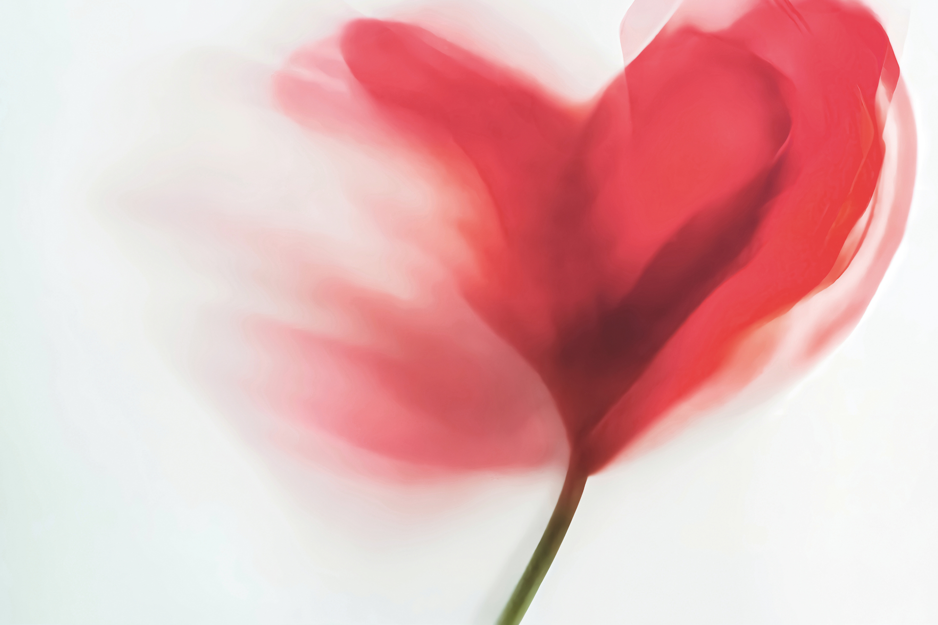 Un petalo di fiore rosso a forma di cuore, sfocato dal movimento su uno sfondo bianco brillante.