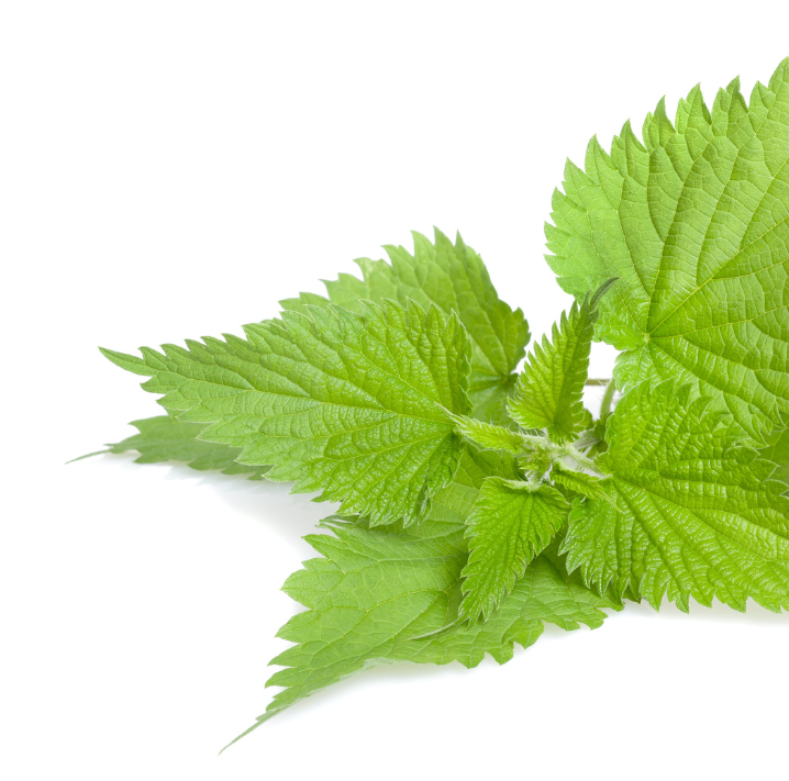 Un gruppo di foglie di ortica verde brillante con bordi seghettati su uno sfondo bianco.