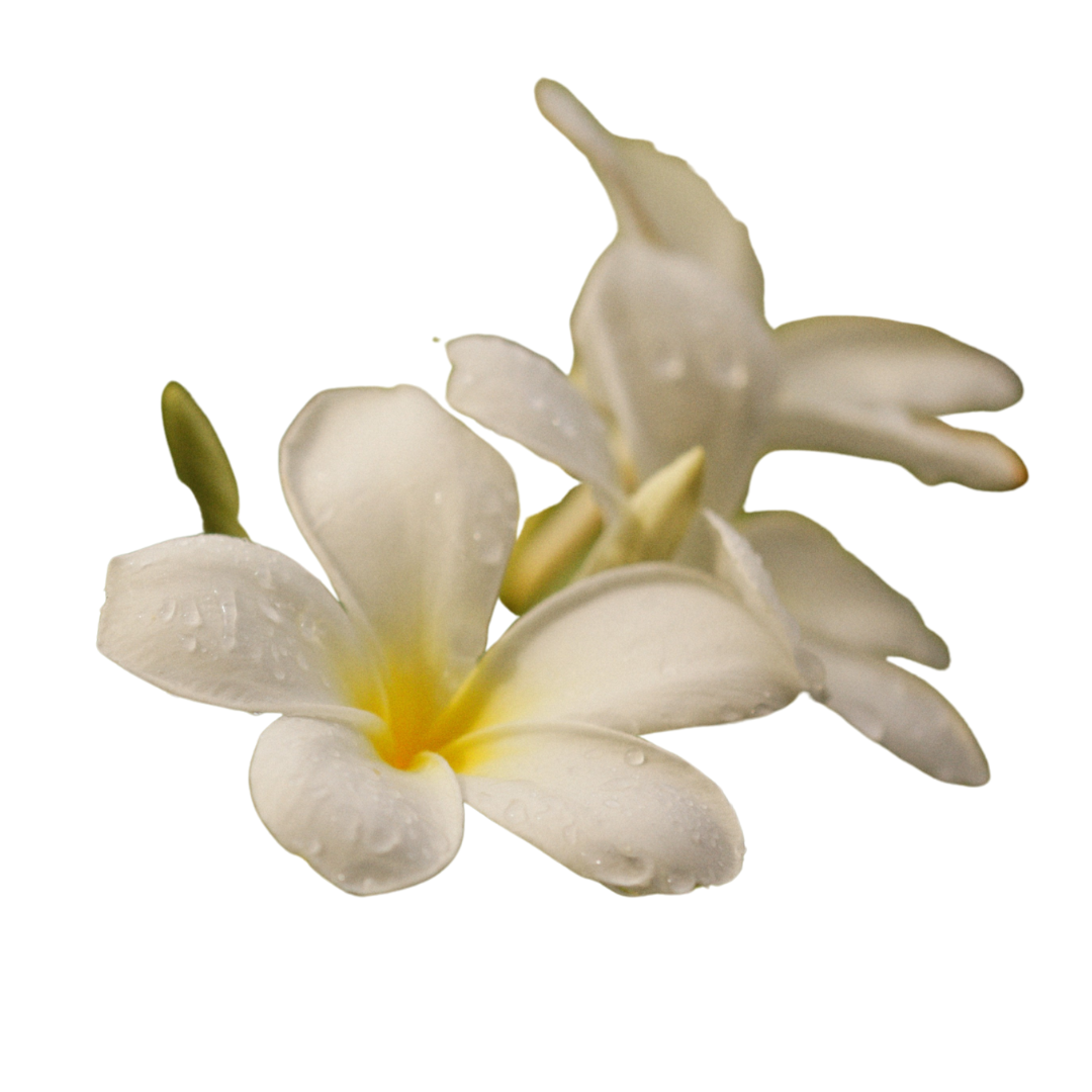 Fiori di plumeria bianchi con centro giallo e goccioline d'acqua sui petali, su sfondo bianco.