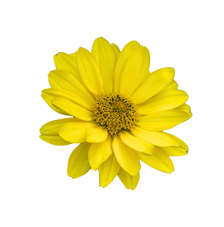 Una margherita singola di un giallo brillante, con il centro dalla texture particolare, isolata su sfondo bianco.