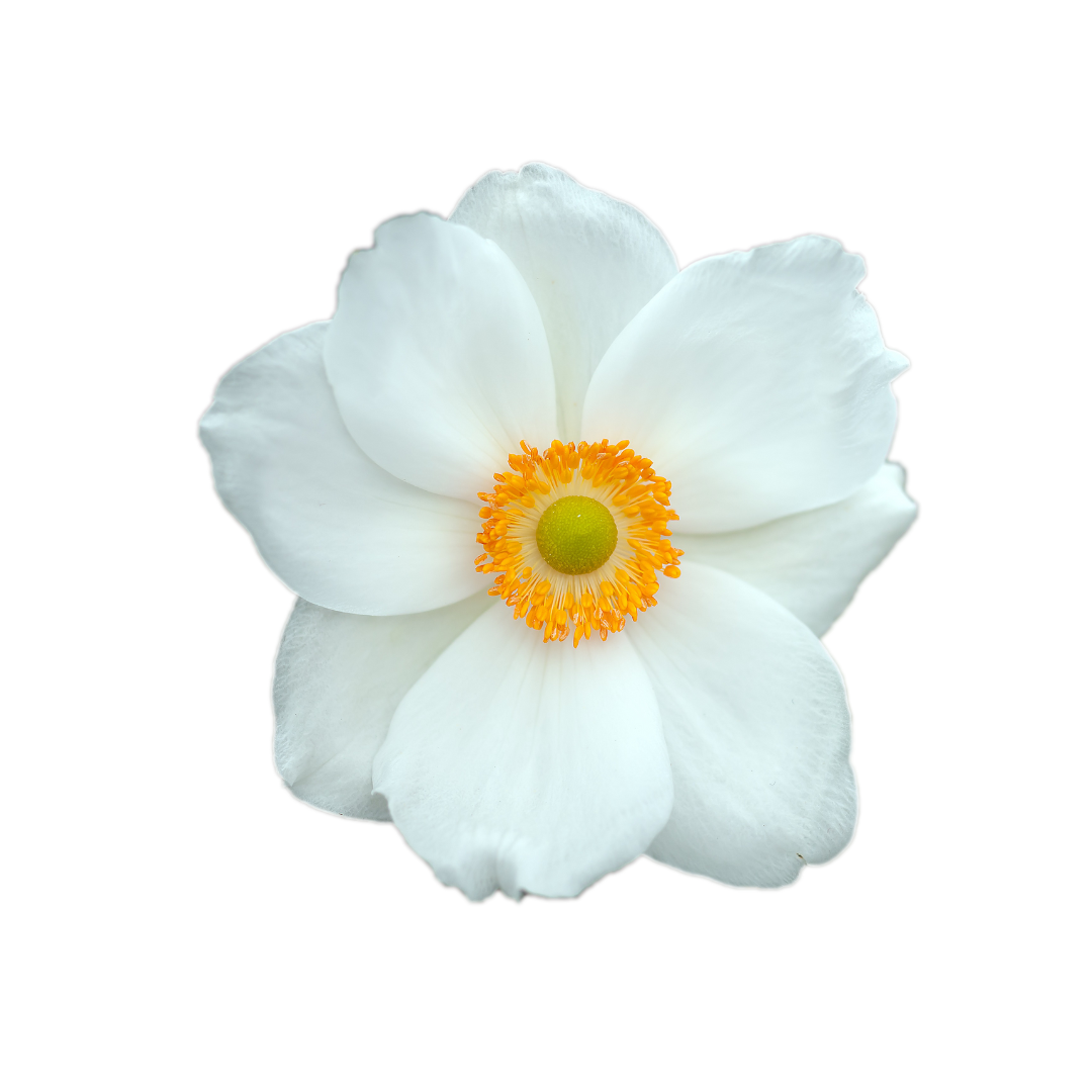Un singolo fiore di anemone giapponese bianco con un evidente centro giallo-arancio su uno sfondo bianco uniforme.