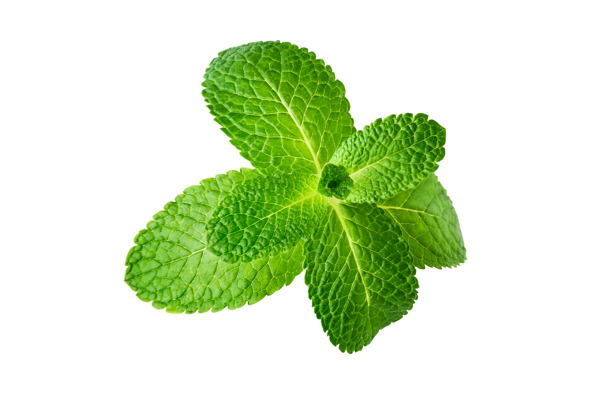 Un gruppo di foglie di menta verde brillante e dalla consistenza particolare, disposte a stella su uno sfondo bianco.