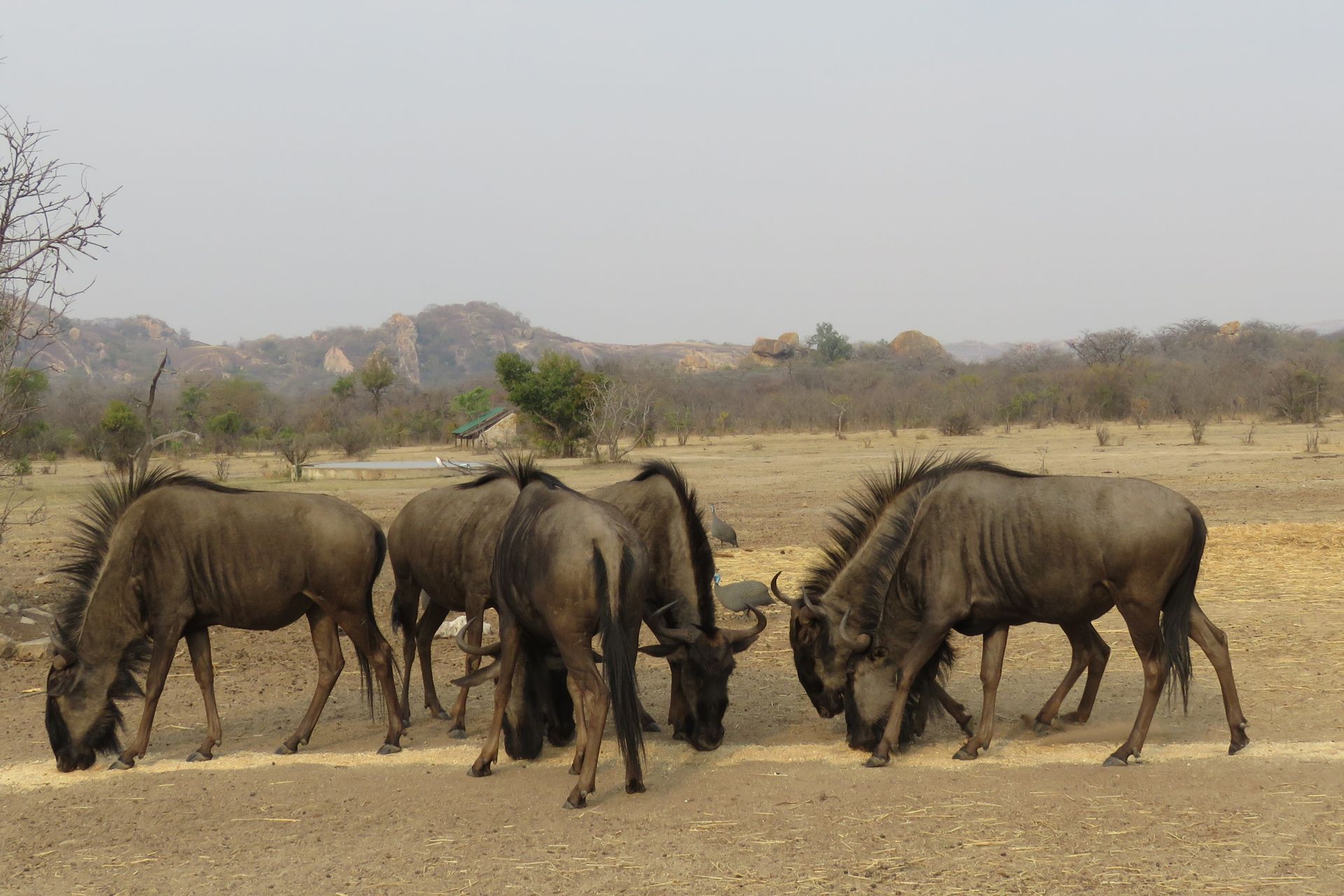 A small herd of blue wildebeest grazing in a dry, open savanna with hills in the background.