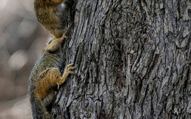 Two squirrels climbing a tree, one above the other. The squirrels have brown and tan fur; tree bark is dark gray.