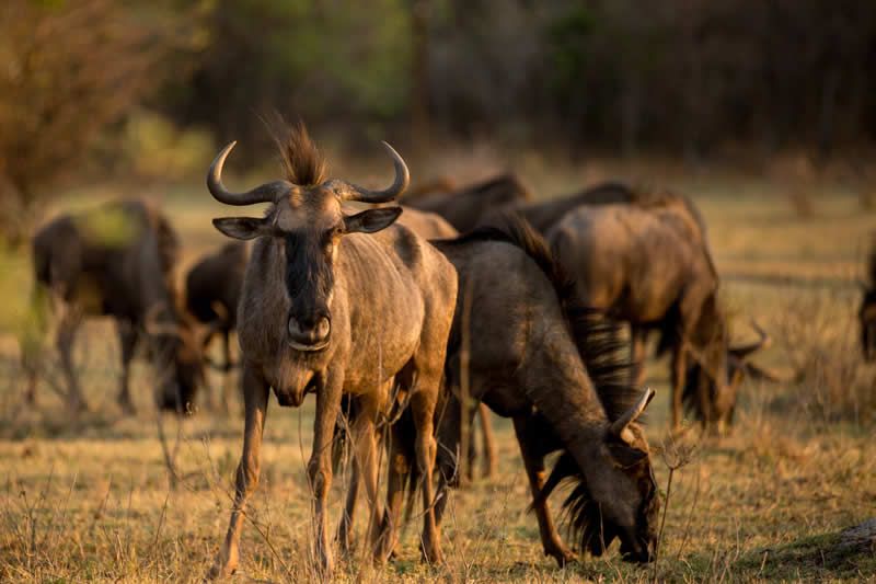 Herd of blue wildebeest grazing in a grassy field, one looking toward the camera.