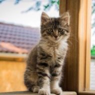 A kitten is sitting on a wooden railing and looking at the camera.