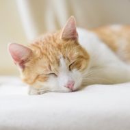 An orange and white cat is sleeping on a bed with its eyes closed.