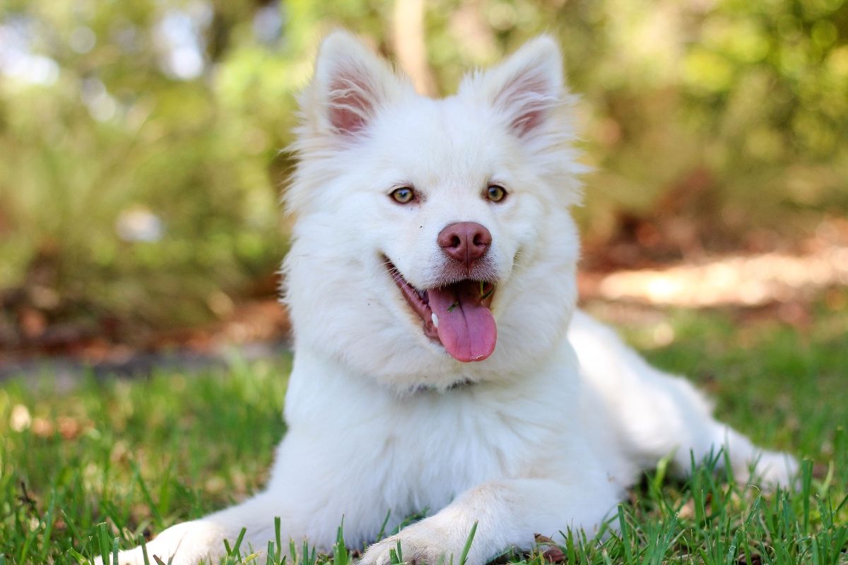 A white dog is laying in the grass with its tongue hanging out.