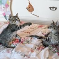 Two kittens are playing with a toy mouse on a bed.