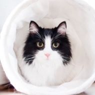 A black and white cat is sitting inside of a white bag.