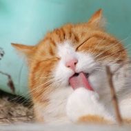A close up of an orange and white cat licking its paw.