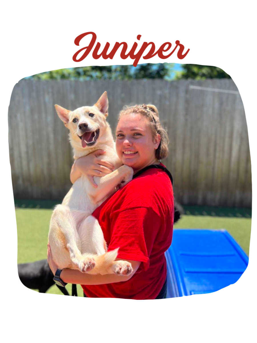 A woman in a red shirt is holding a dog named juniper