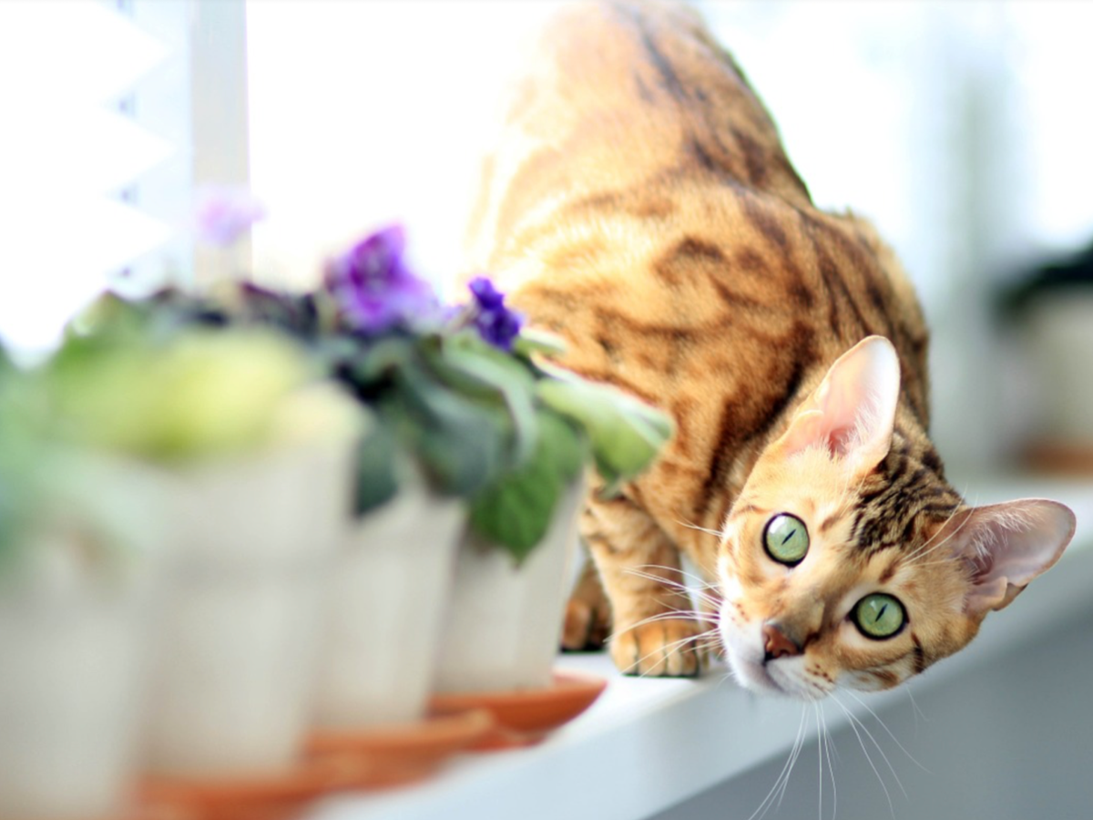A bengal cat is standing on a window sill next to flowers.