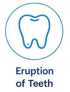 Blue tooth icon in a circle with the text “Eruption of Teeth” underneath.