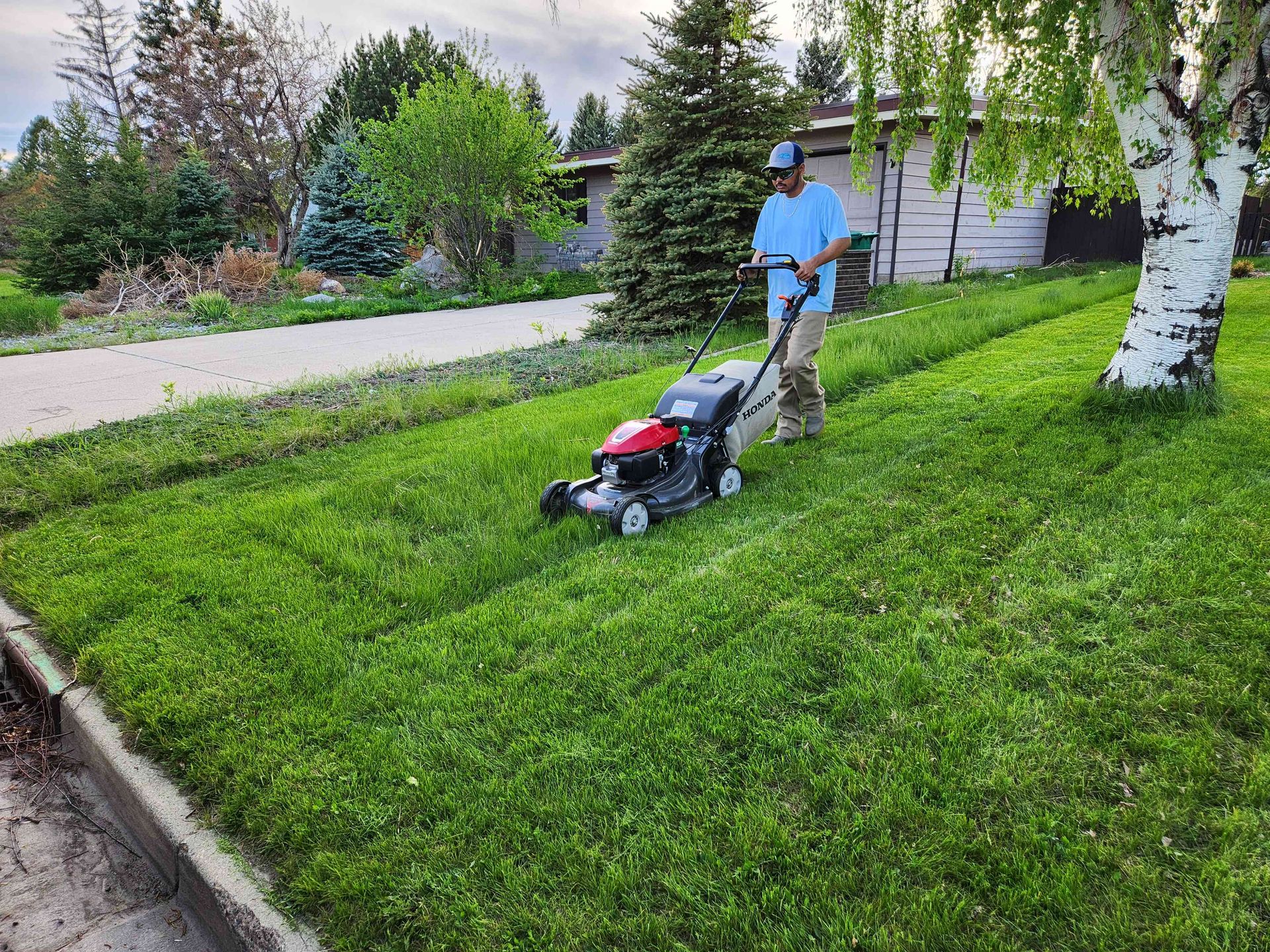 A person in a blue shirt mows a green lawn with a push lawnmower near a house and tree.