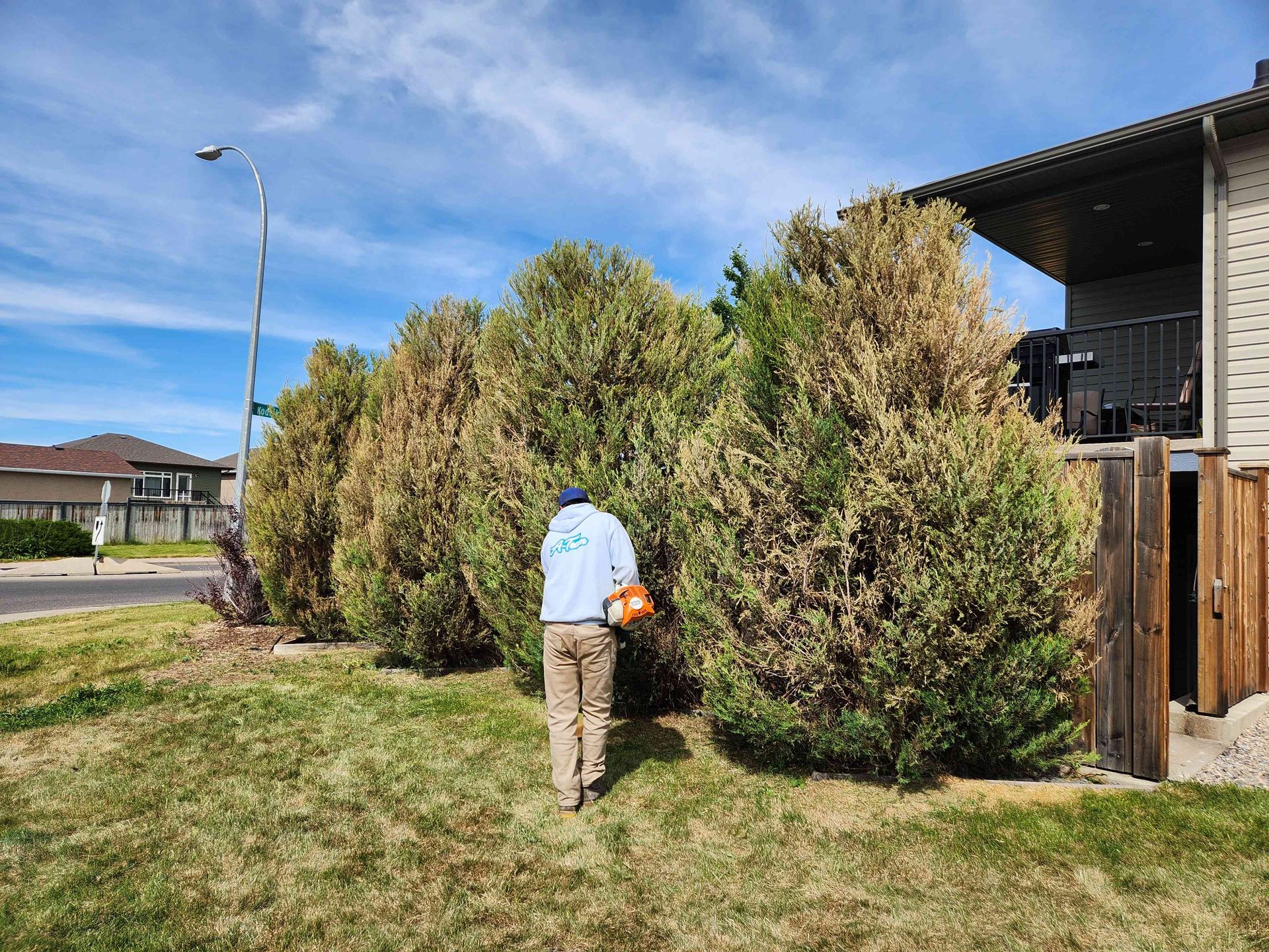 A person uses a hedge trimmer on tall, browning cedar trees.
