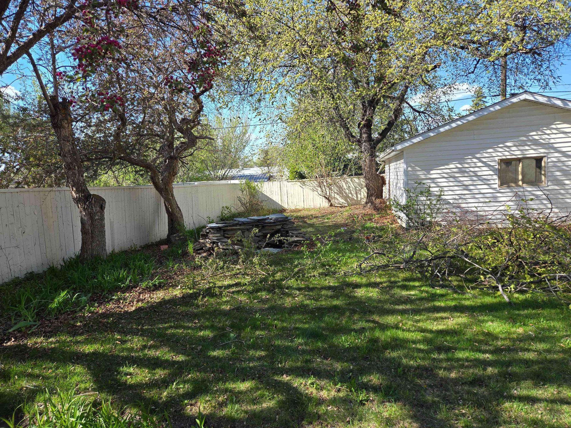 A grassy backyard with a white fence, a white shed, and trees under a clear blue sky.
