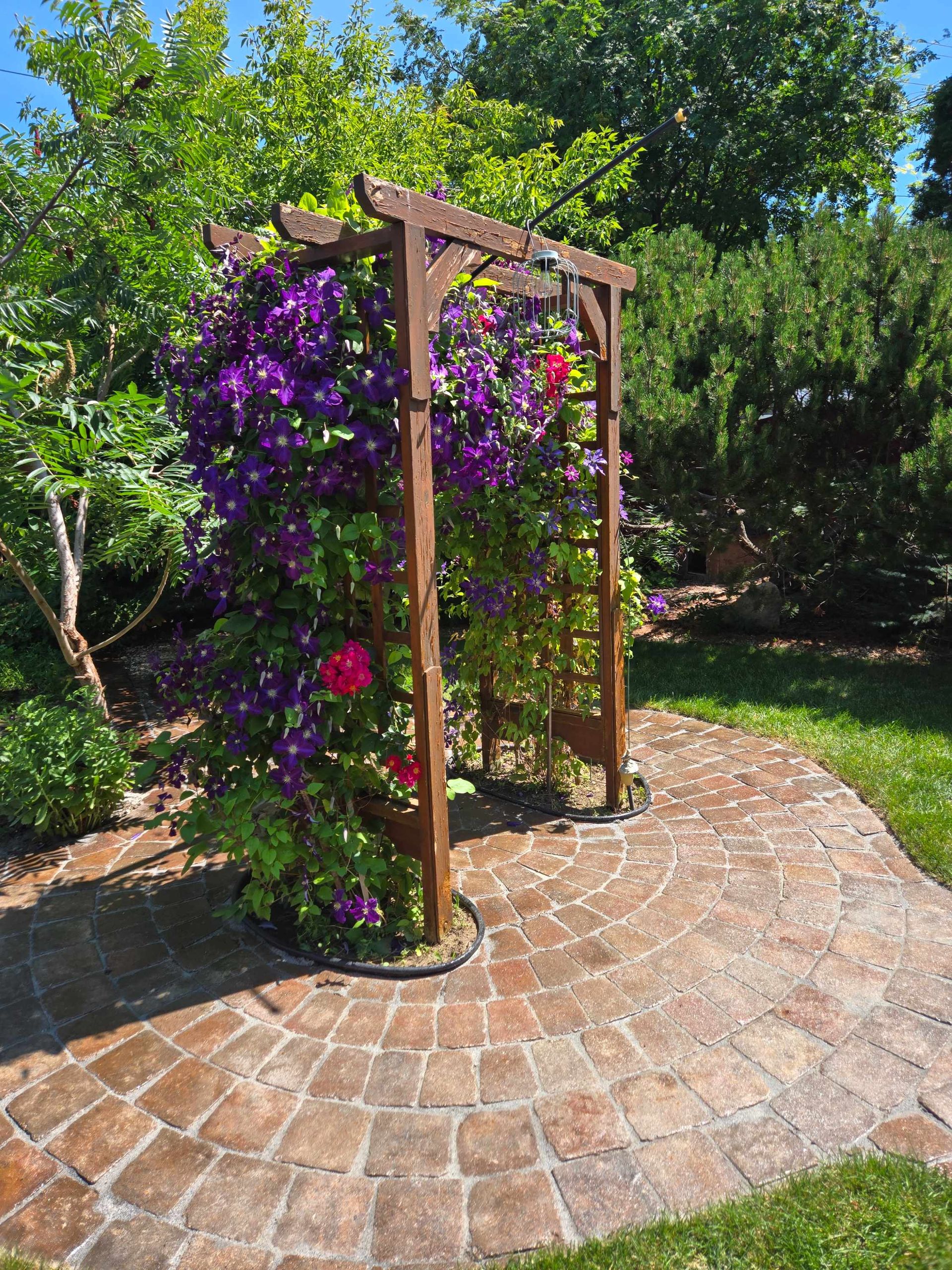 A wooden garden arbor covered in purple and pink climbing flowers, set on a circular brick patio in a sunny garden.