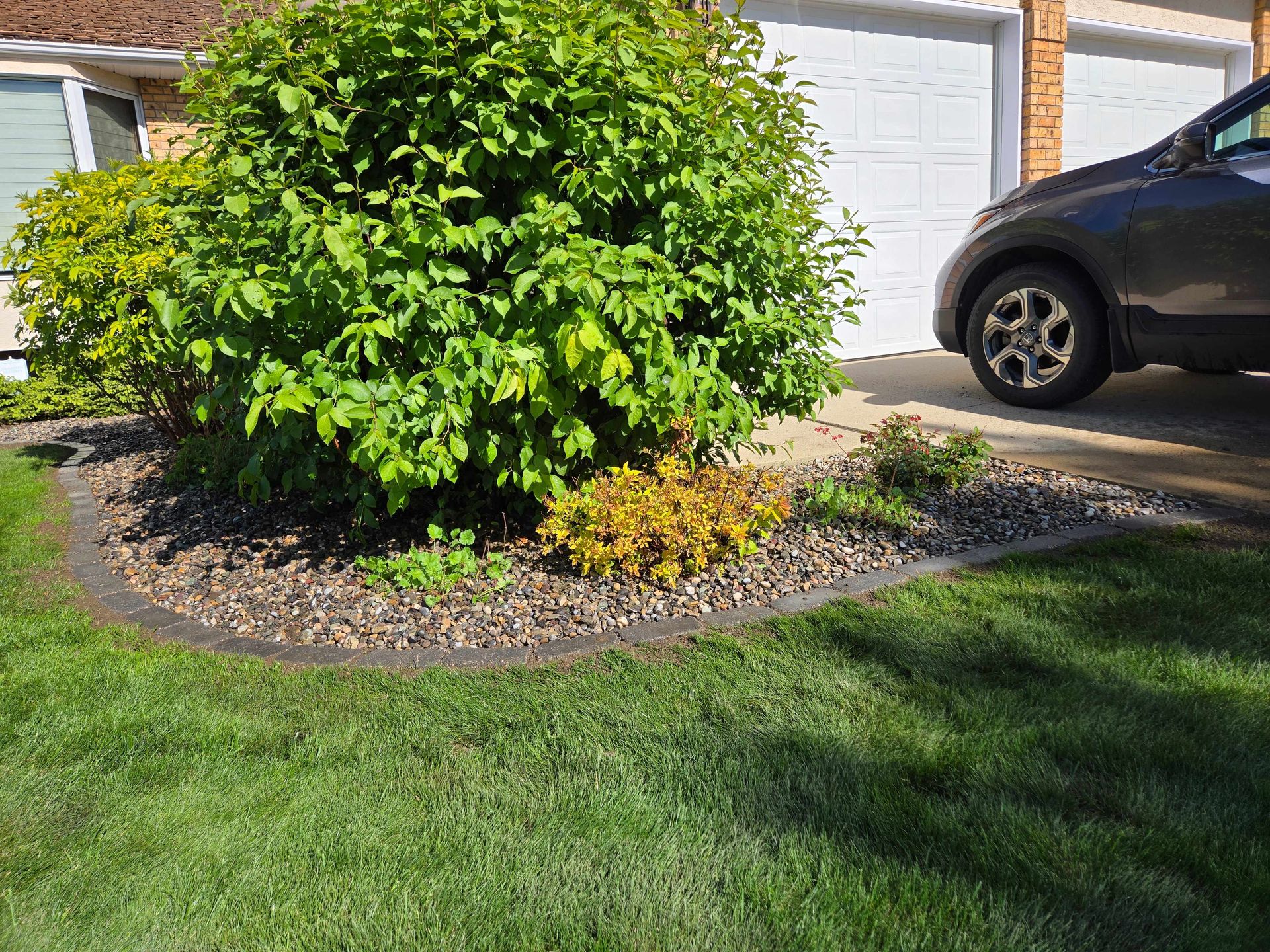 A large green bush and smaller golden shrub in a rock garden bed bordering a residential driveway and lawn.
