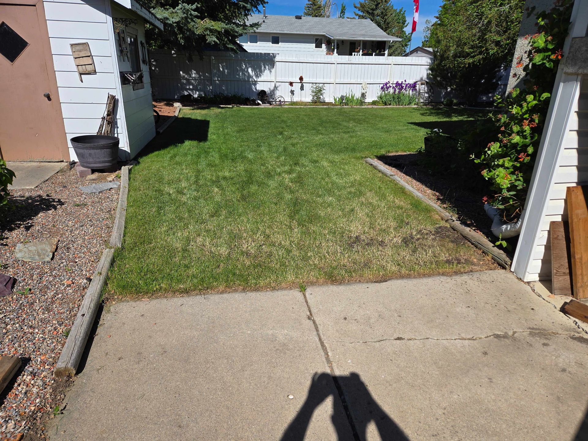 A backyard scene featuring a concrete patio leading to a grassy lawn, bordered by a fence and garden structures.