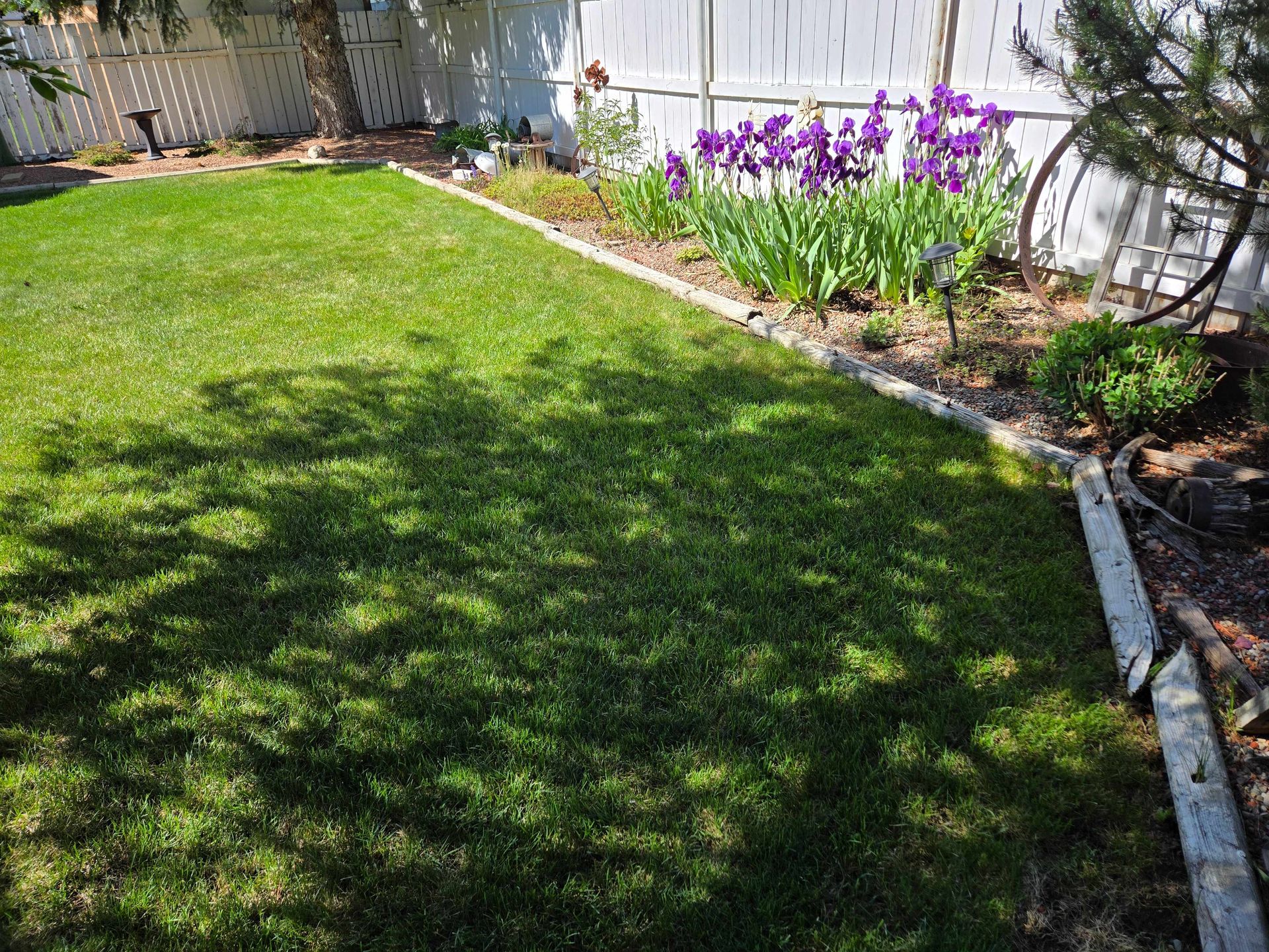 A green lawn bordered by a stone edge, a garden bed with purple irises, and a white fence in a backyard.