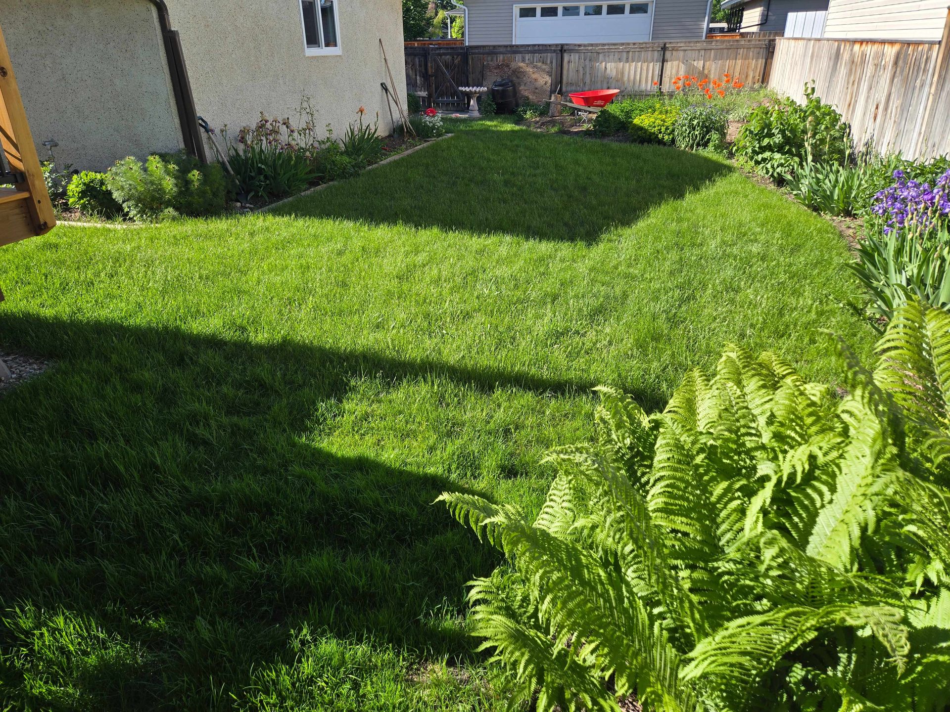 A bright, sunny backyard features a green lawn, a stucco house, a wooden fence, and a large fern in the foreground.