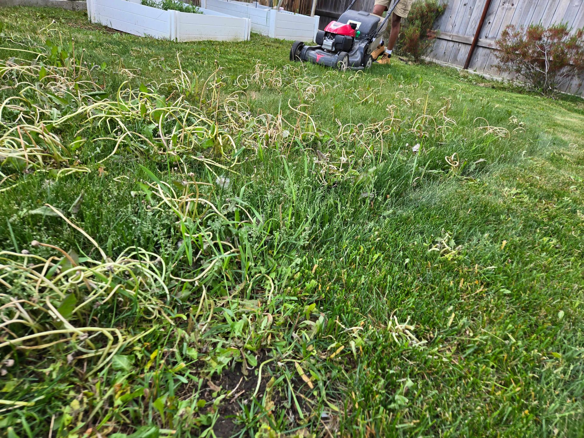 A person uses a lawnmower on a grassy lawn with scattered, long, light-colored stalks near garden beds.