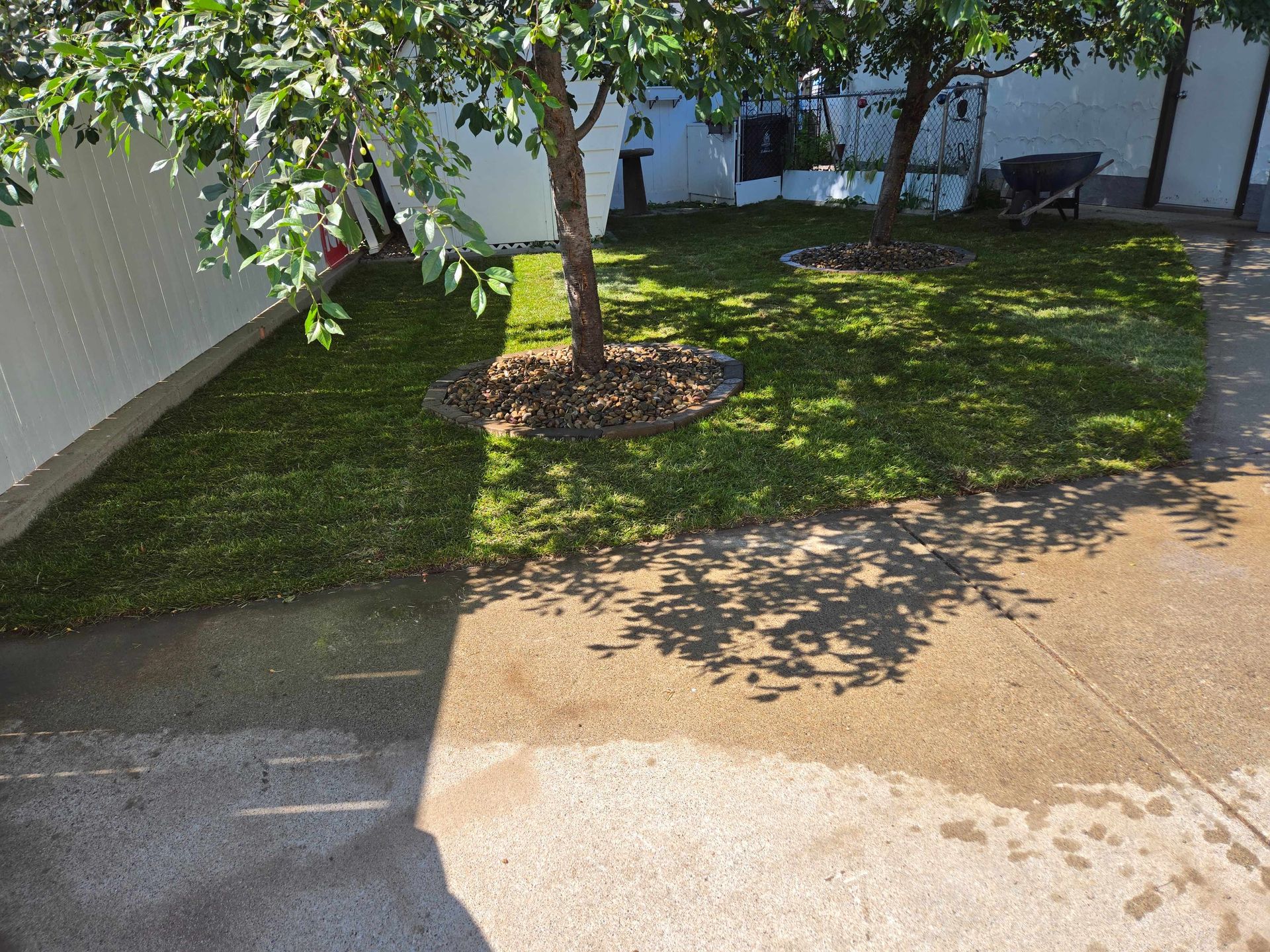 A view of a grassy yard with two trees, mulch rings, and a white fence, seen from a concrete driveway.