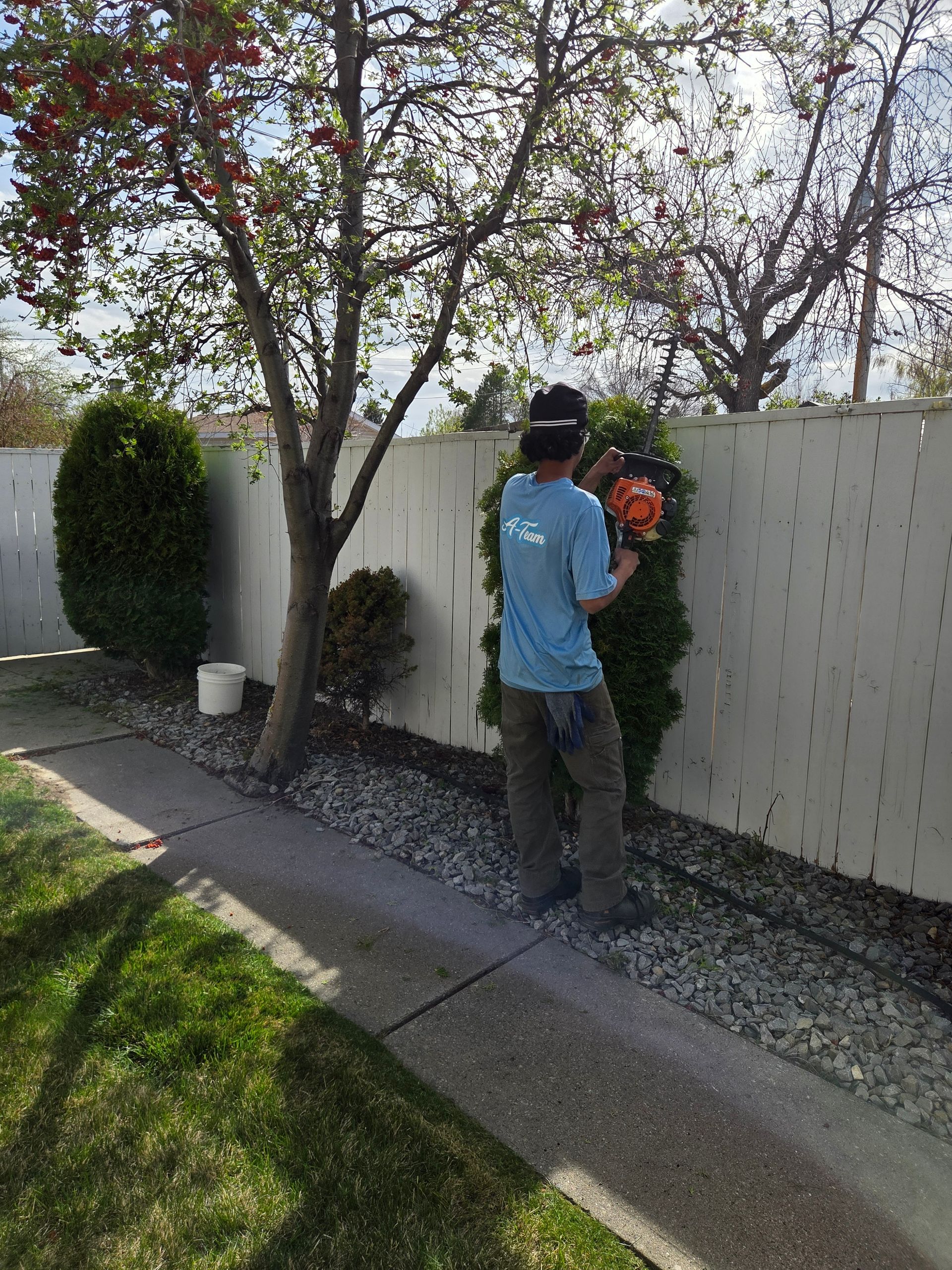 Person trimming a shrub beside a white fence in a sunny backyard