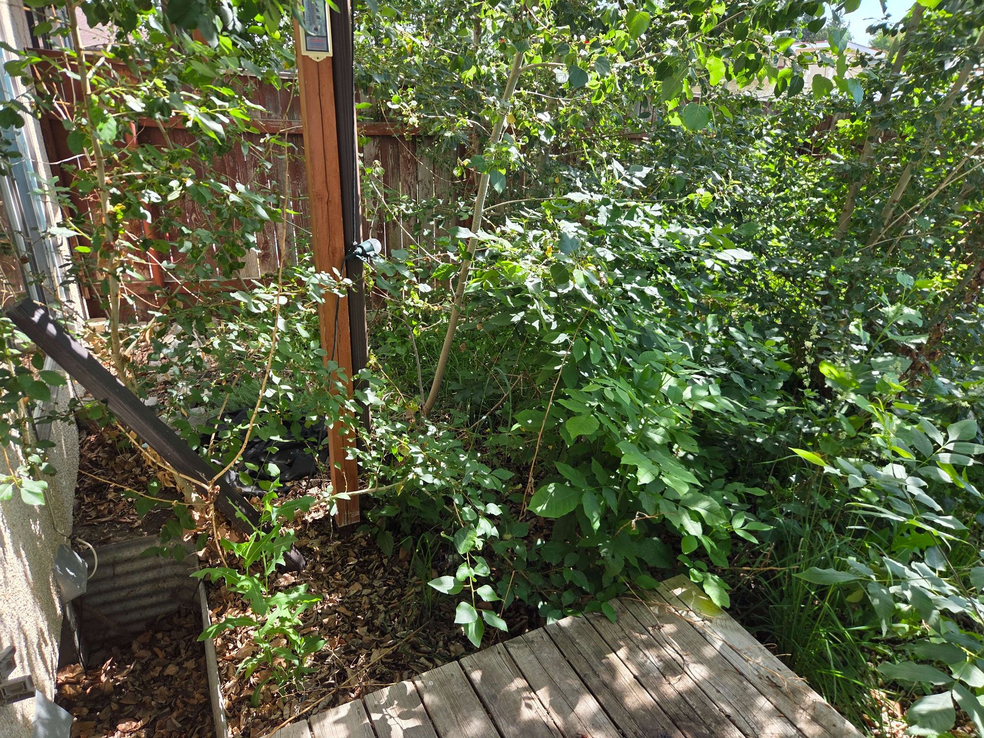 Wooden deck beside a dense green garden with a fence and small paved path