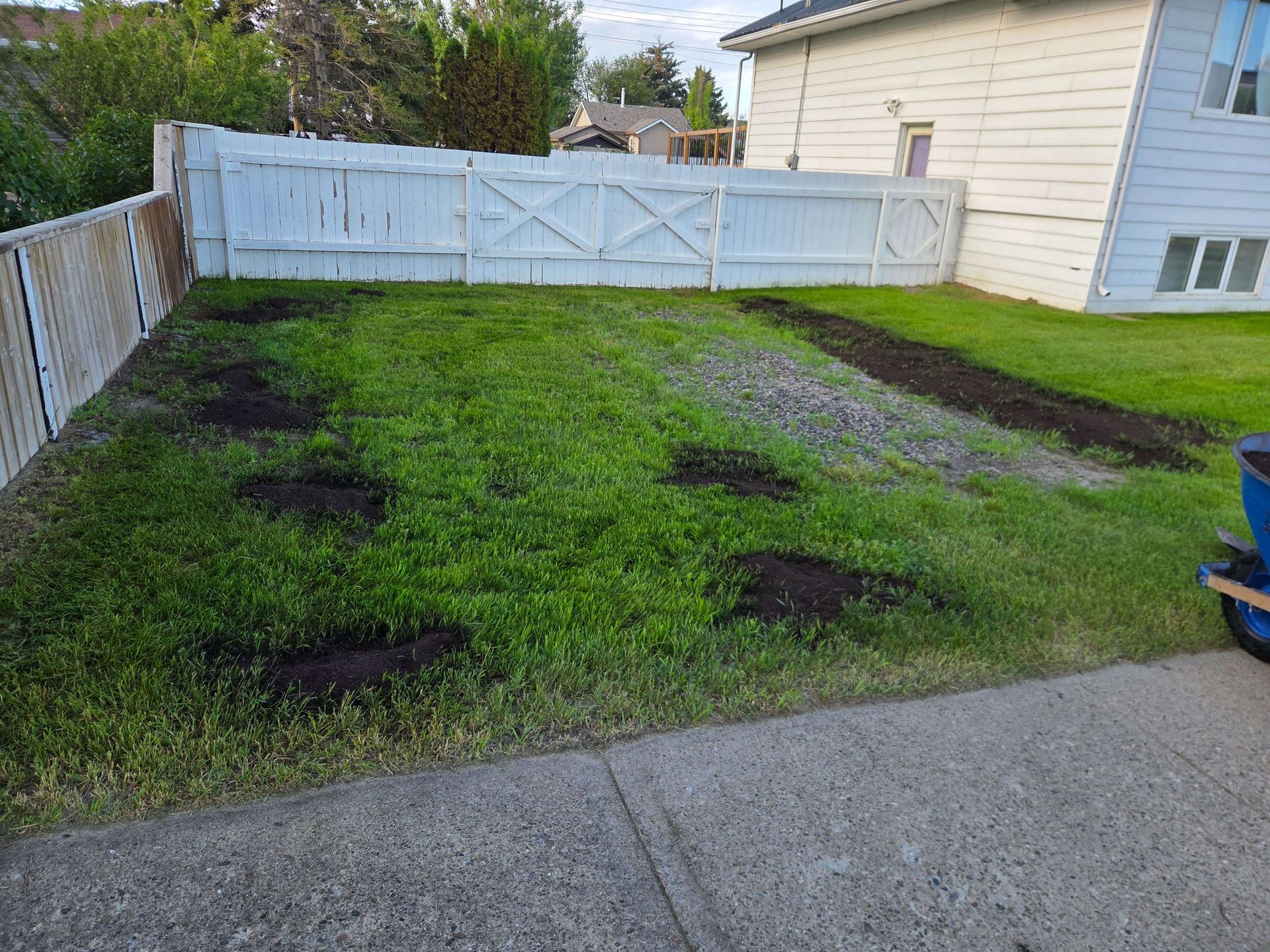 Small backyard with patchy green grass, several bare spots, and a white fence beside a driveway.