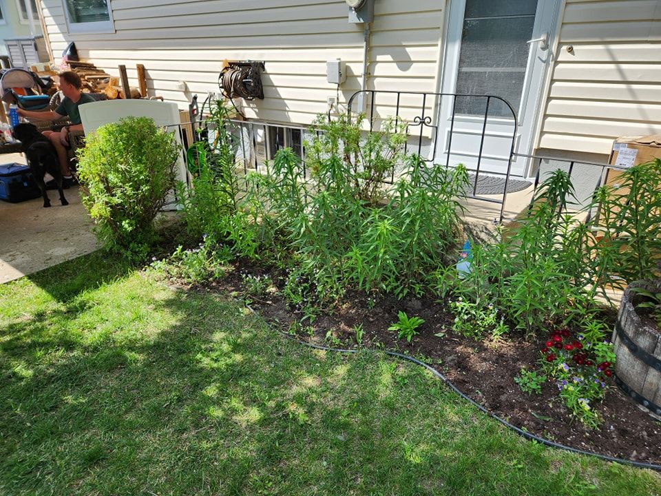 A flower bed with green plants and shrubs.