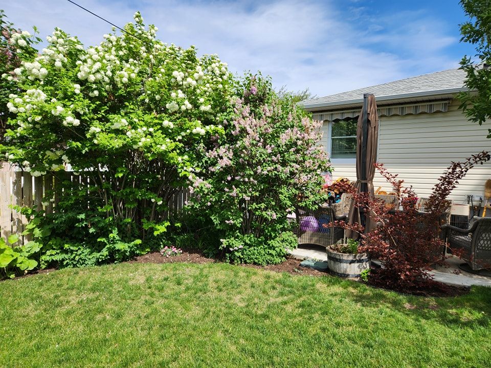 A lush backyard garden featuring a large snowball bush with white flowers, and a lilac shrub.