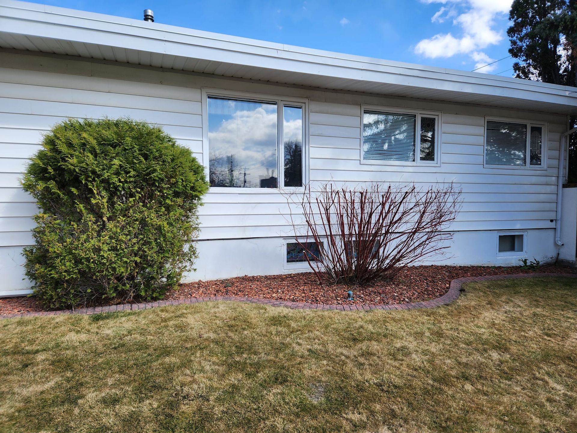 Two bushes in a garden bed, and a patch of dry grass.