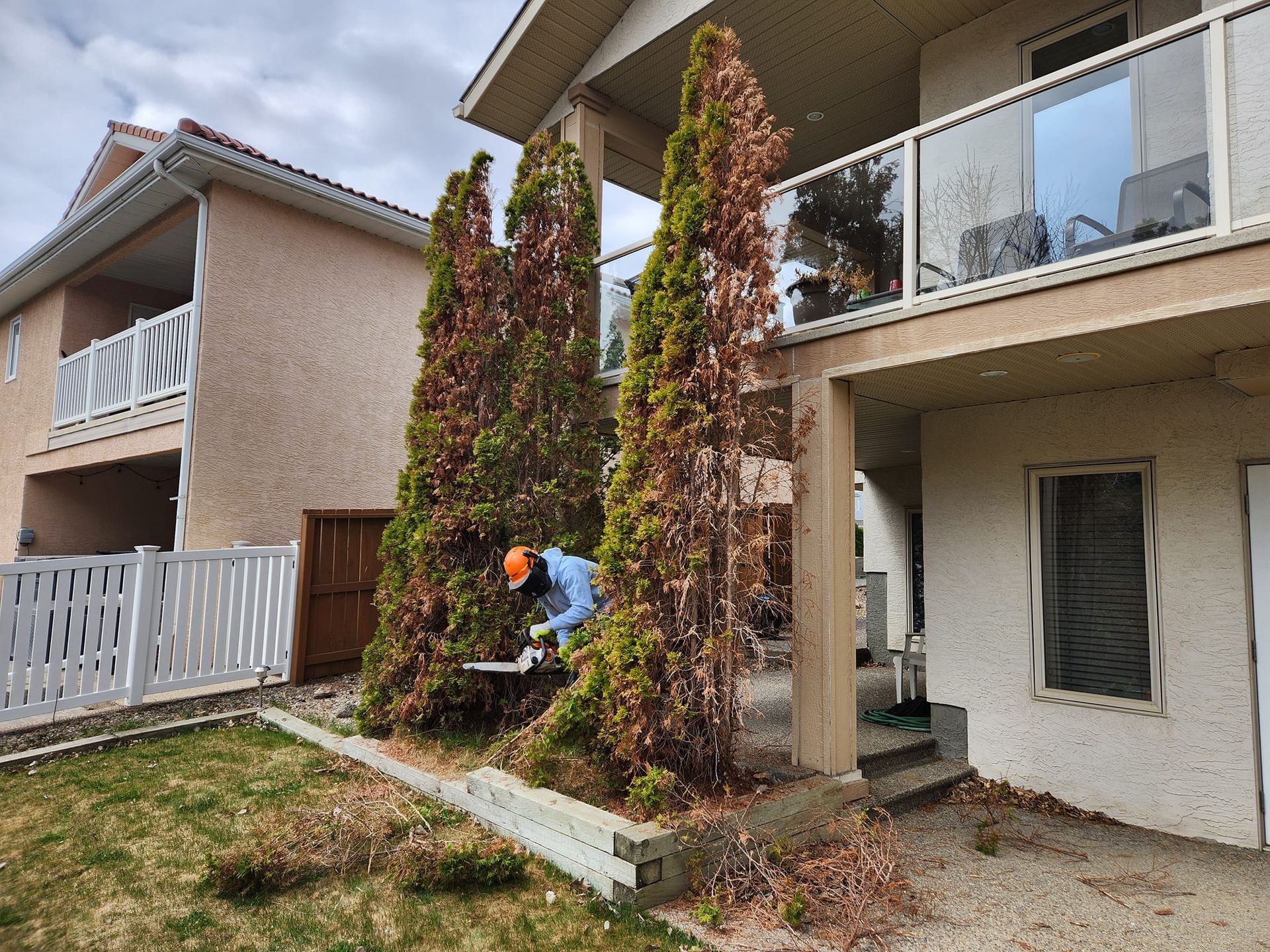 A person wearing a helmet trims tall, brown-tipped evergreen trees between two houses in a residential backyard.