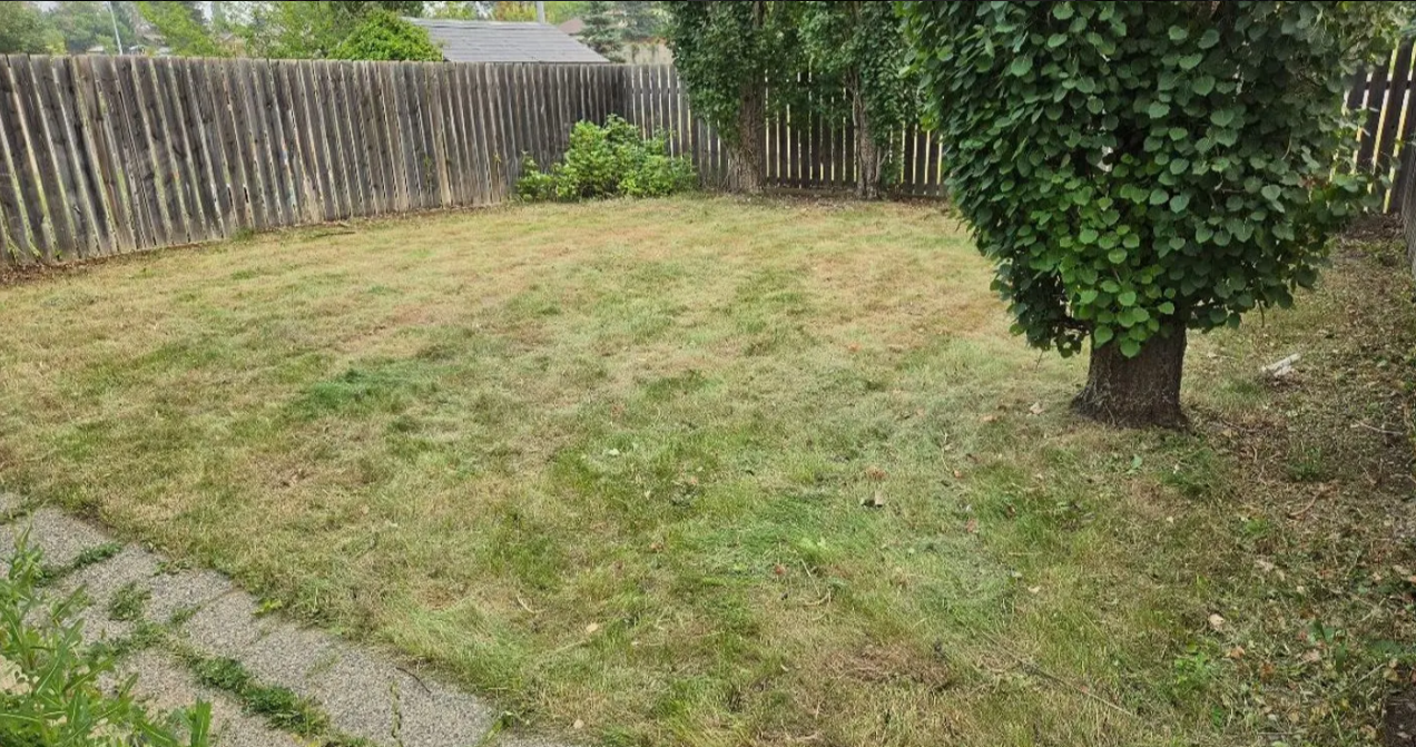 Backyard lawn with patchy grass, a wooden fence, and a tree on the right