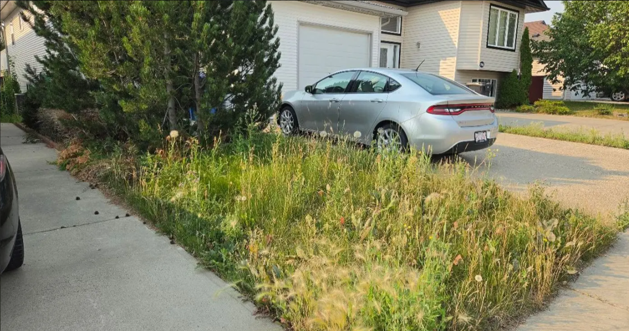 Silver sedan parked beside a driveway overgrown with tall weeds and grass