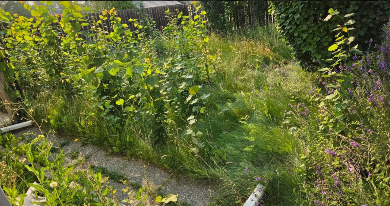 Overgrown garden path with tall wildflowers and dense green plants in bright sunlight