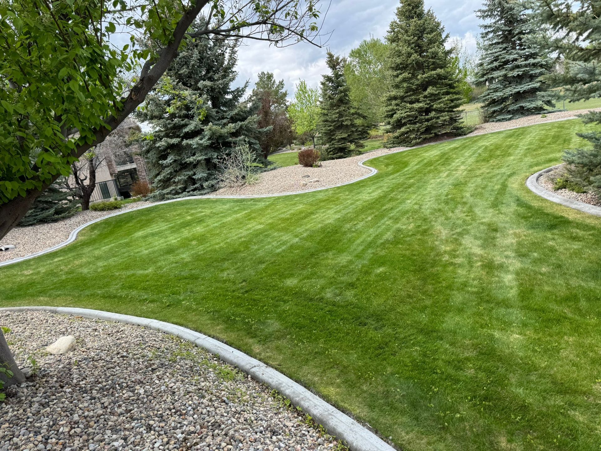 Curved green lawn with landscaped shrubs, trees, and gravel edging in a residential yard