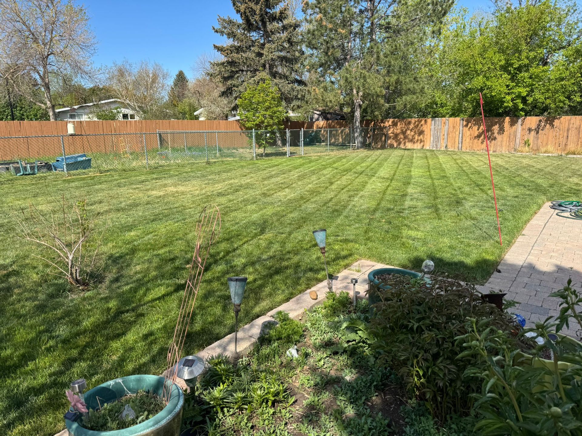 Sunny backyard with a green lawn, stone path, flowerbed, and fenced trees in the background