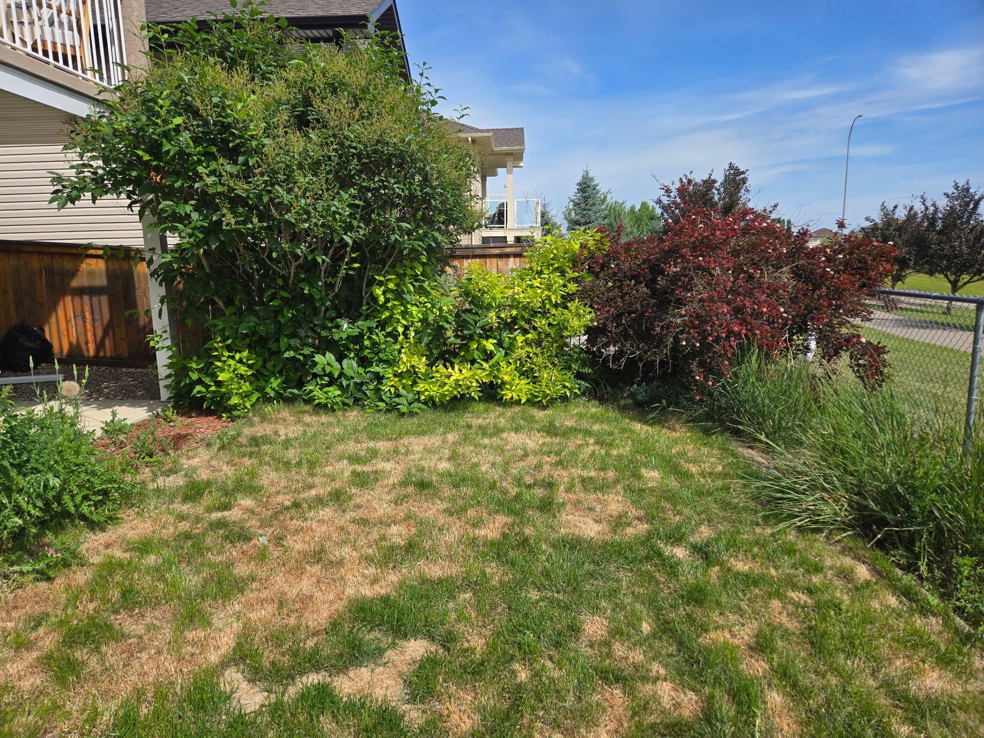 Backyard lawn with shrubs and a house, including green and red foliage under a sunny sky