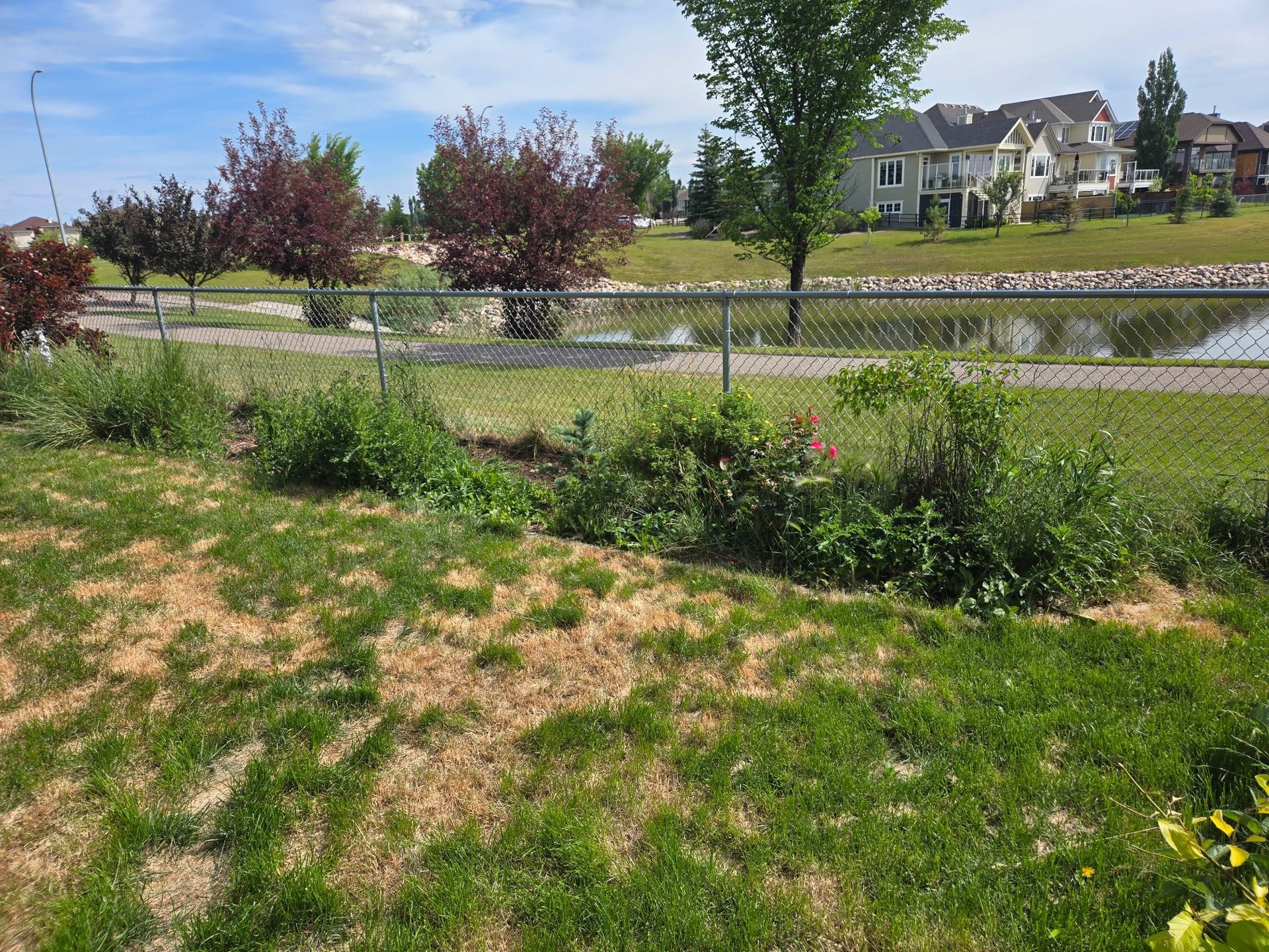 Grassy park by a pond with trees and houses under a blue sky