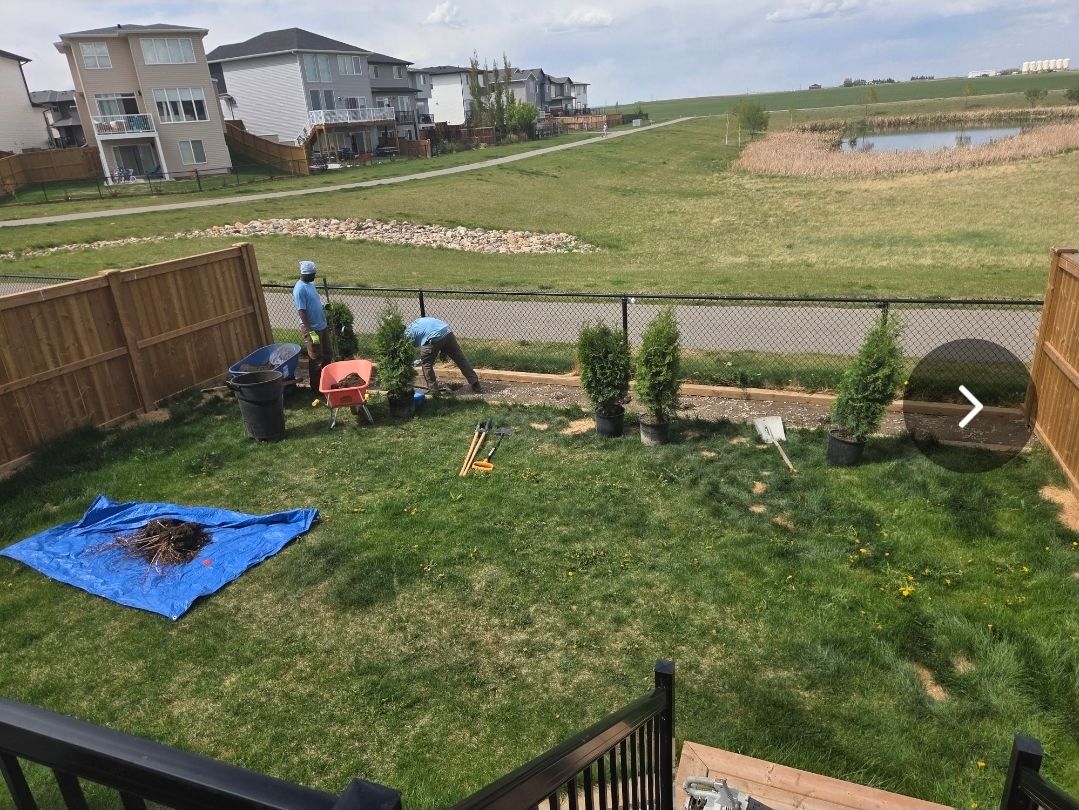 Workers landscaping a backyard with a blue tarp, shrubs, and a fenced lawn near houses and a field.