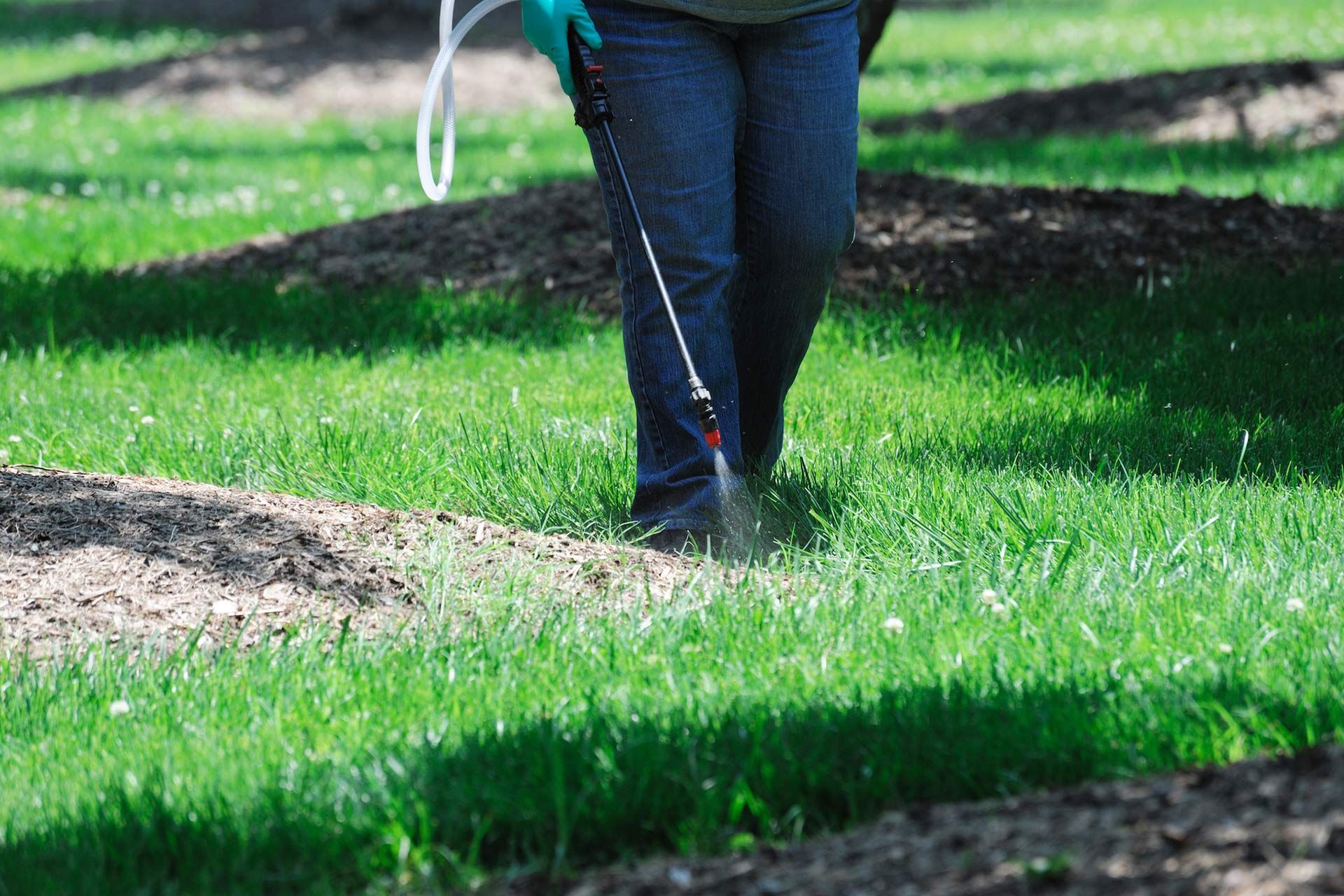 A person in jeans and green gloves sprays a liquid solution onto a green grassy lawn near soil mounds.