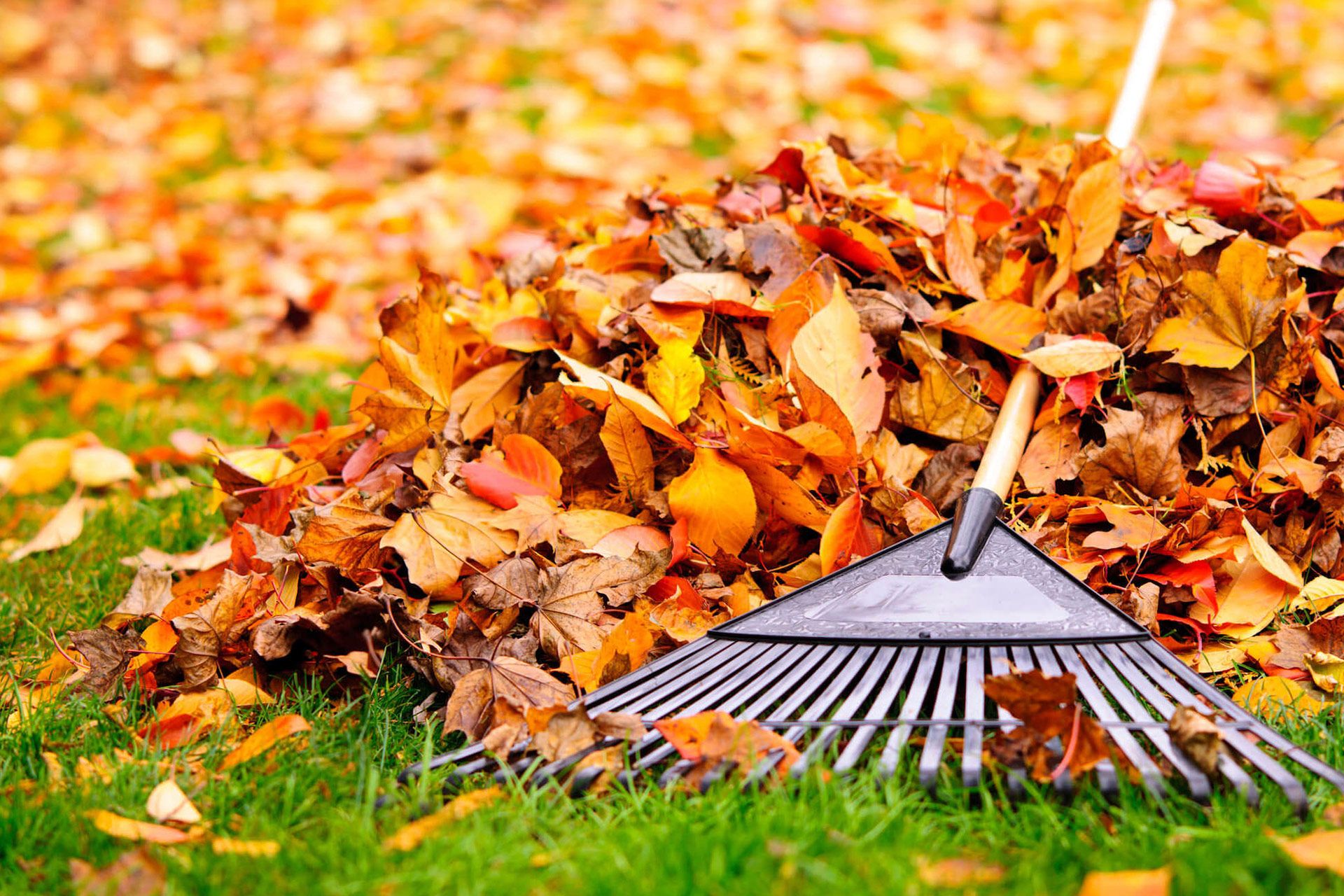 A rake resting against a large pile of colorful autumn leaves on a green lawn.