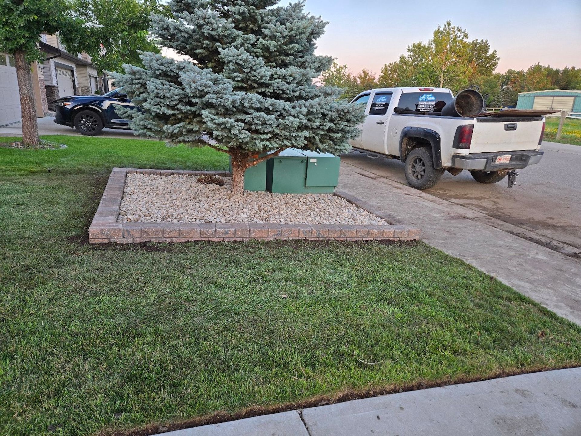 Spruce tree in a stone-bordered garden bed. Spruce tree in a stone-bordered garden bed.