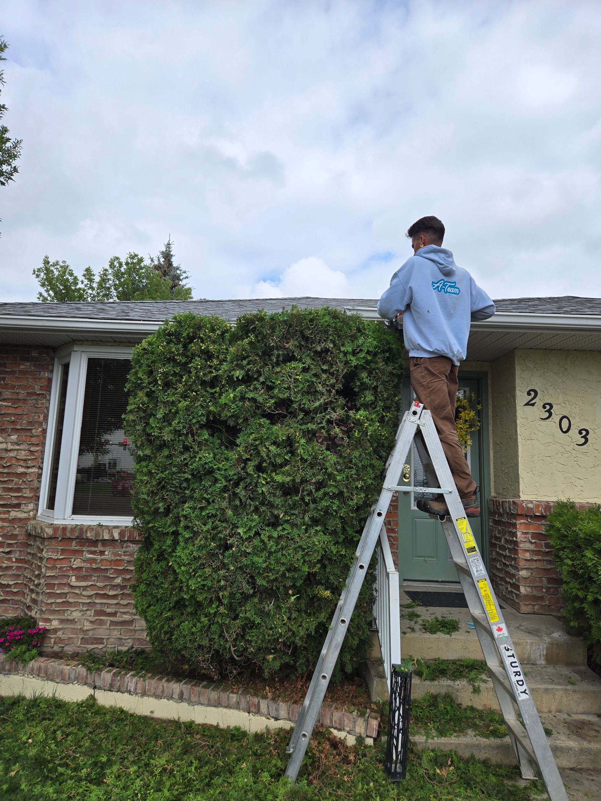 Man on a ladder trimming a large hedge.