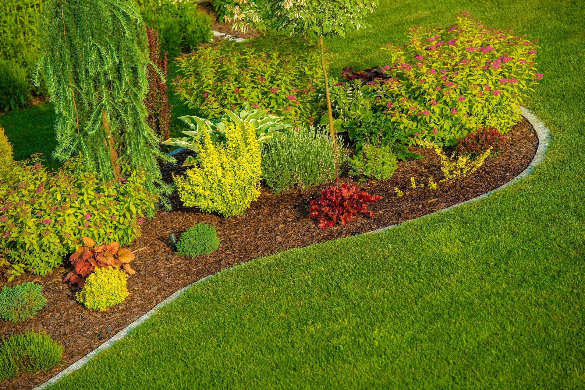 Garden bed with lush green plants, red foliage, and dark brown mulch bordering a bright green manicured lawn.