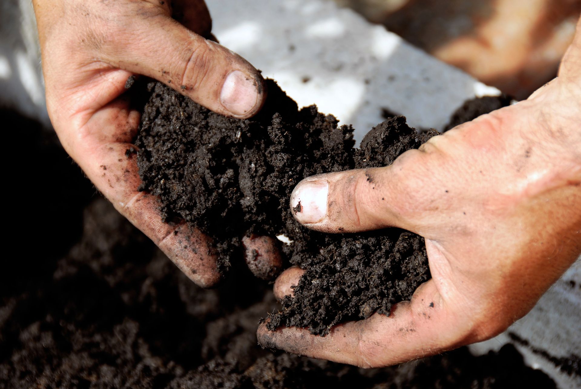 Close-up of human hands holding and crumbling dark, moist, fertile soil.